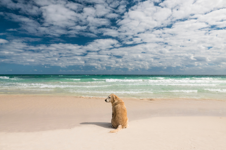 Gulfport’s Annual Get Rescued Festival Event